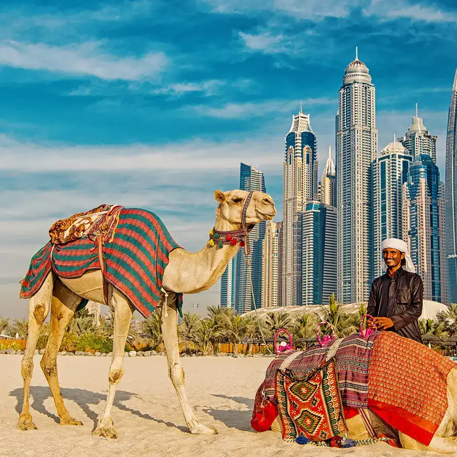camels-skyscrapers-Dubai