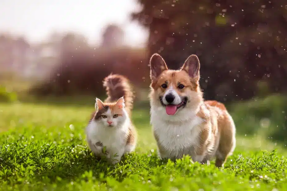 Moving with Pets