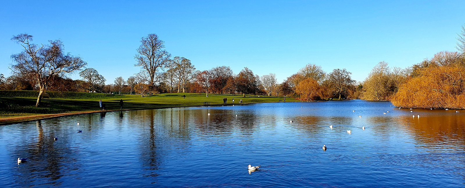 St Albans lake during winter