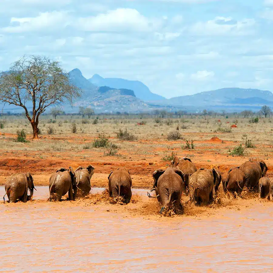 Elephant in water National park of Kenya