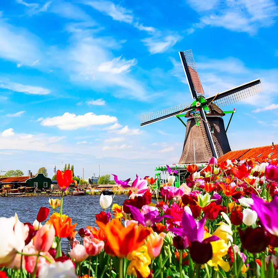 dutch-spring-landscape.-blooming-colorful-tulips-flowerbed-against-river-and-windmills.-zaanse-schans-village